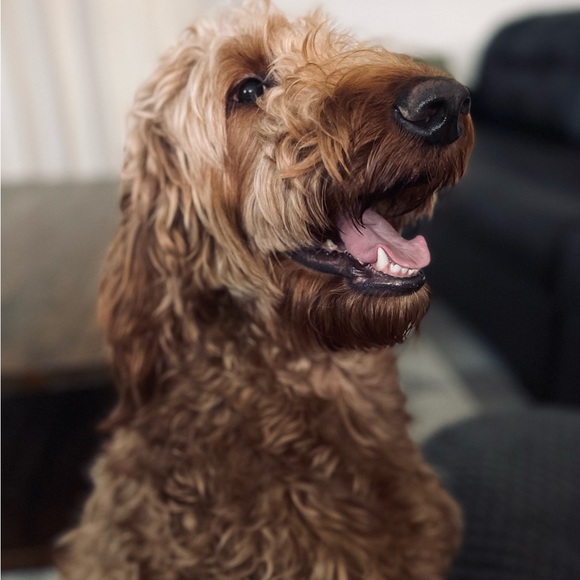 Meet your posher, Sheila - Picture 9 of 9